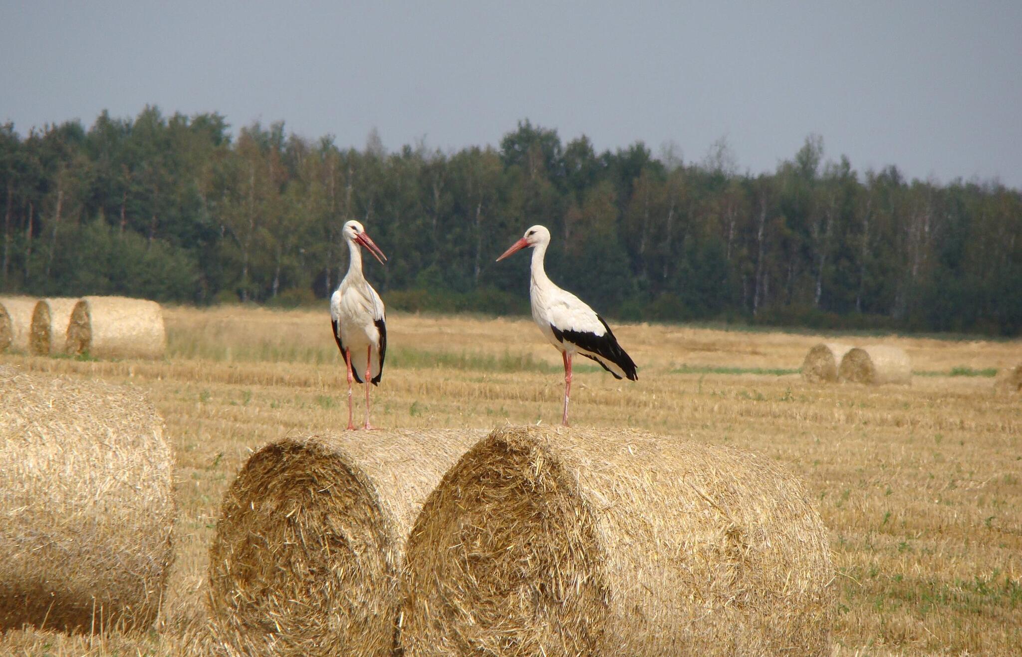ОАО «Промагролизинг» поздравляет с Днем народного единства!